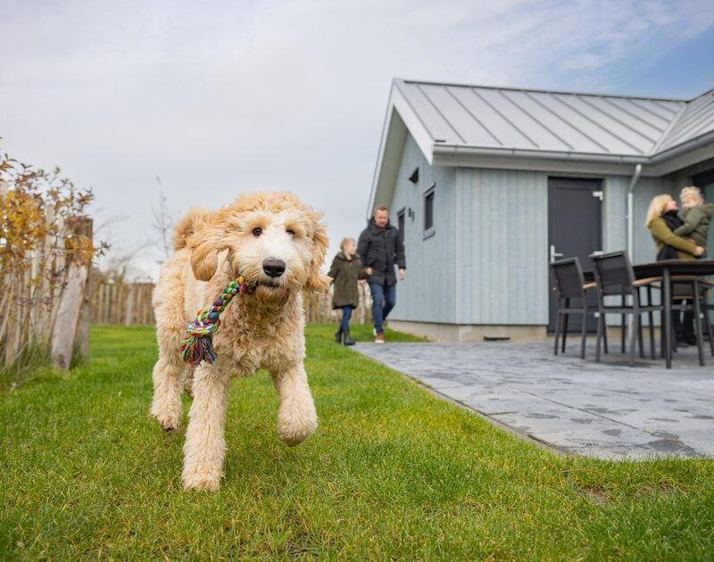 Roompot | Beach Resort Nieuwvliet-Bad | Hondenlodge 6